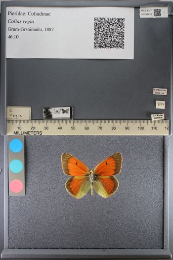 Media type: image;   Entomology 193876